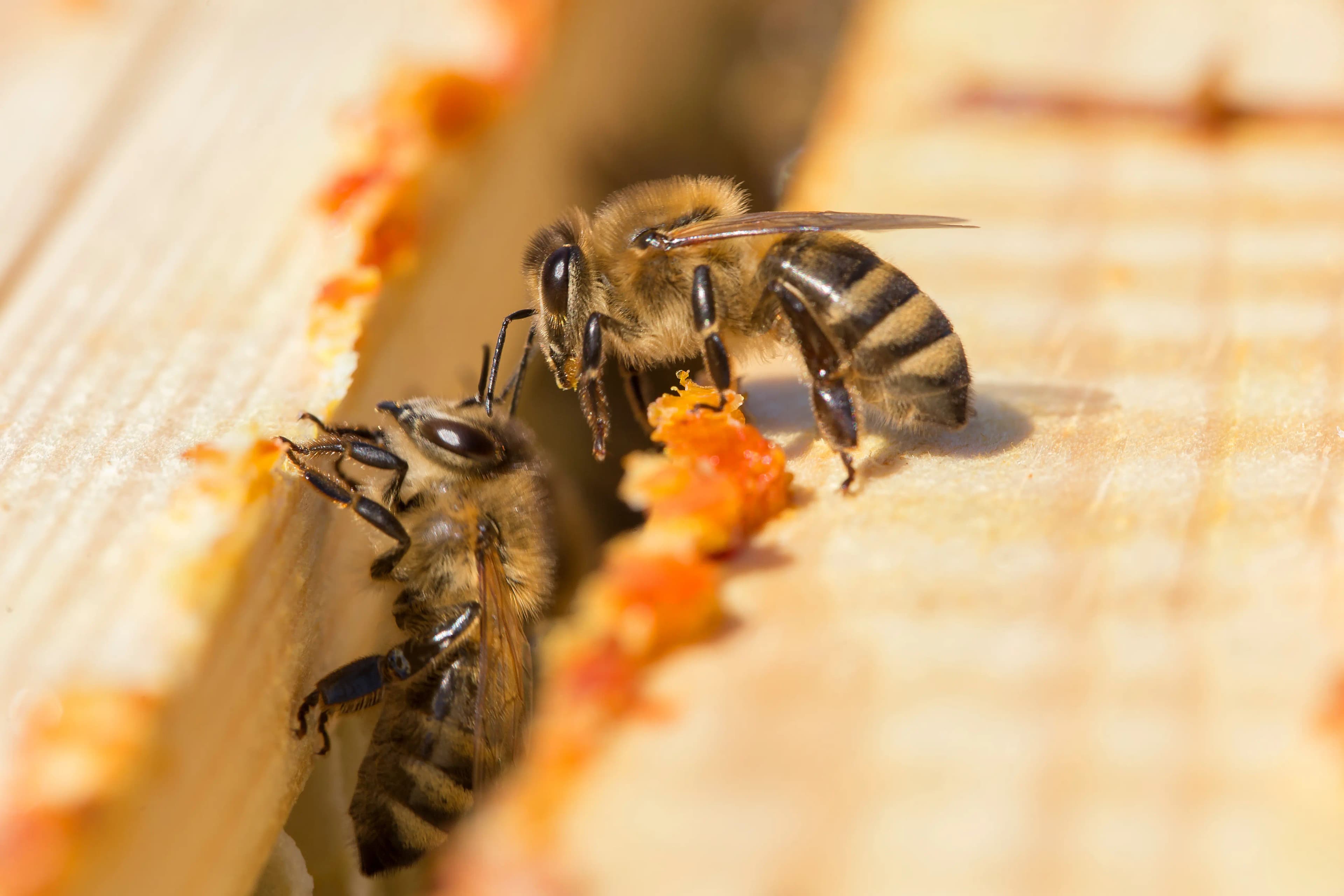 The Benefits of Propolis for Immune Health