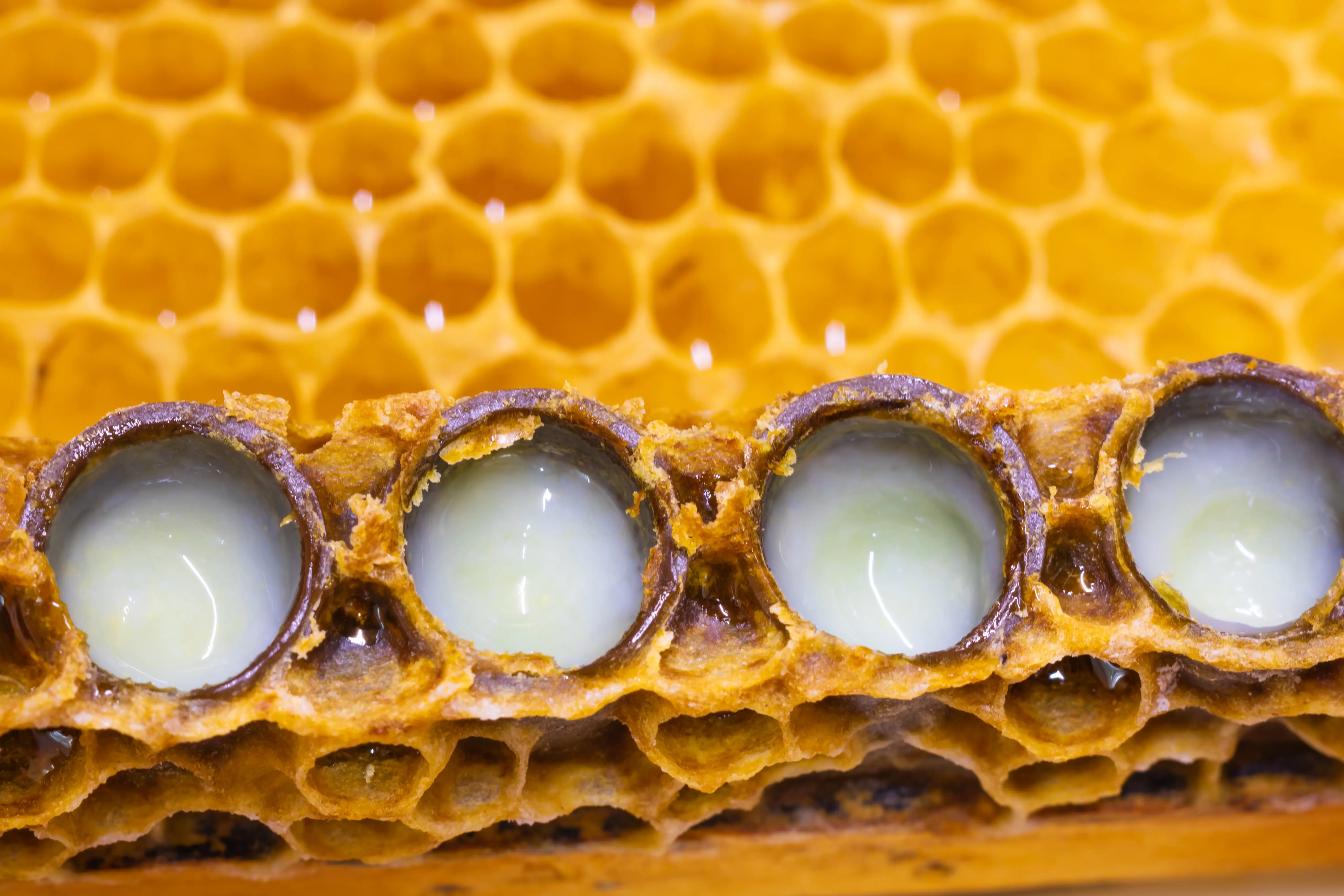 Royal Jelly